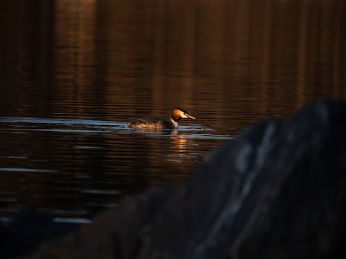 Ilmainen kuvapankkikuva tunnisteilla animal, bird, great crested grebe