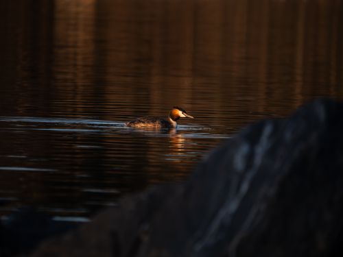 Free stock photo of lacke Stock Photo
