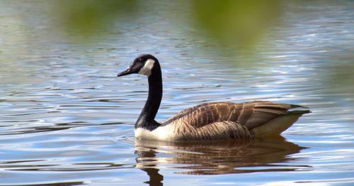 Free stock photo of lacke Stock Photo