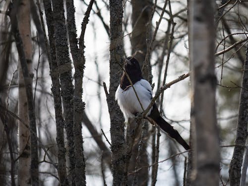 Ilmainen kuvapankkikuva tunnisteilla animal, bird, branch