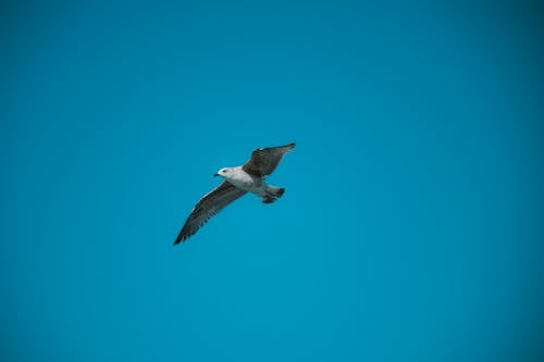 A seagull flying in the sky