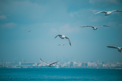boğaz, deniz, deniz kıyısı içeren Ücretsiz stok fotoğraf