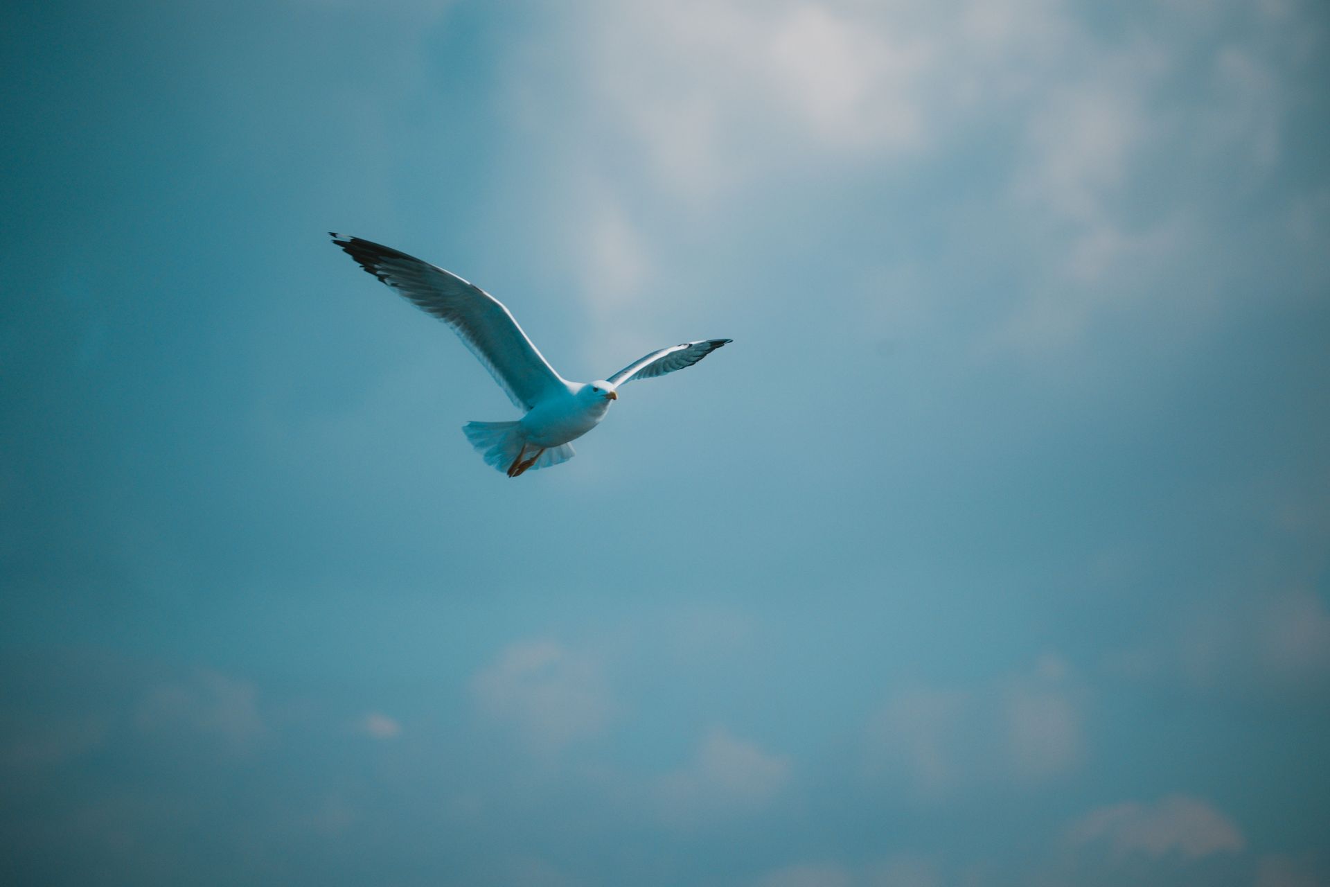 A graceful seagull flying high in the clear blue sky over Adalar, Istanbul.