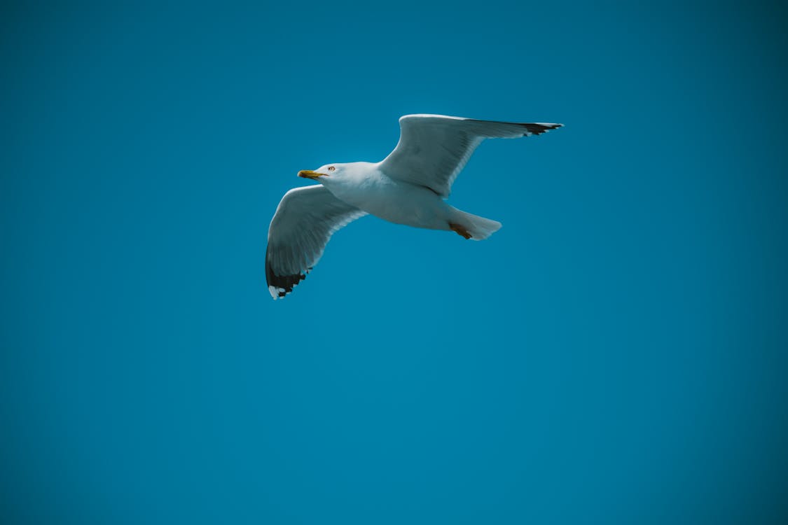 Seagull Flying on Clear Sky