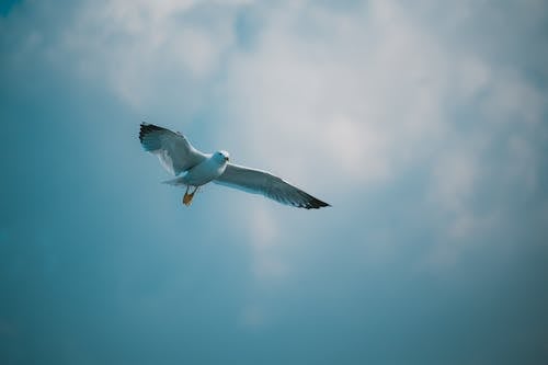 Flying Seagull Bird