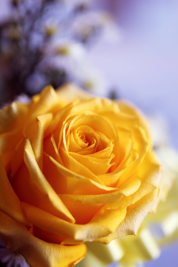 Yellow Rose 