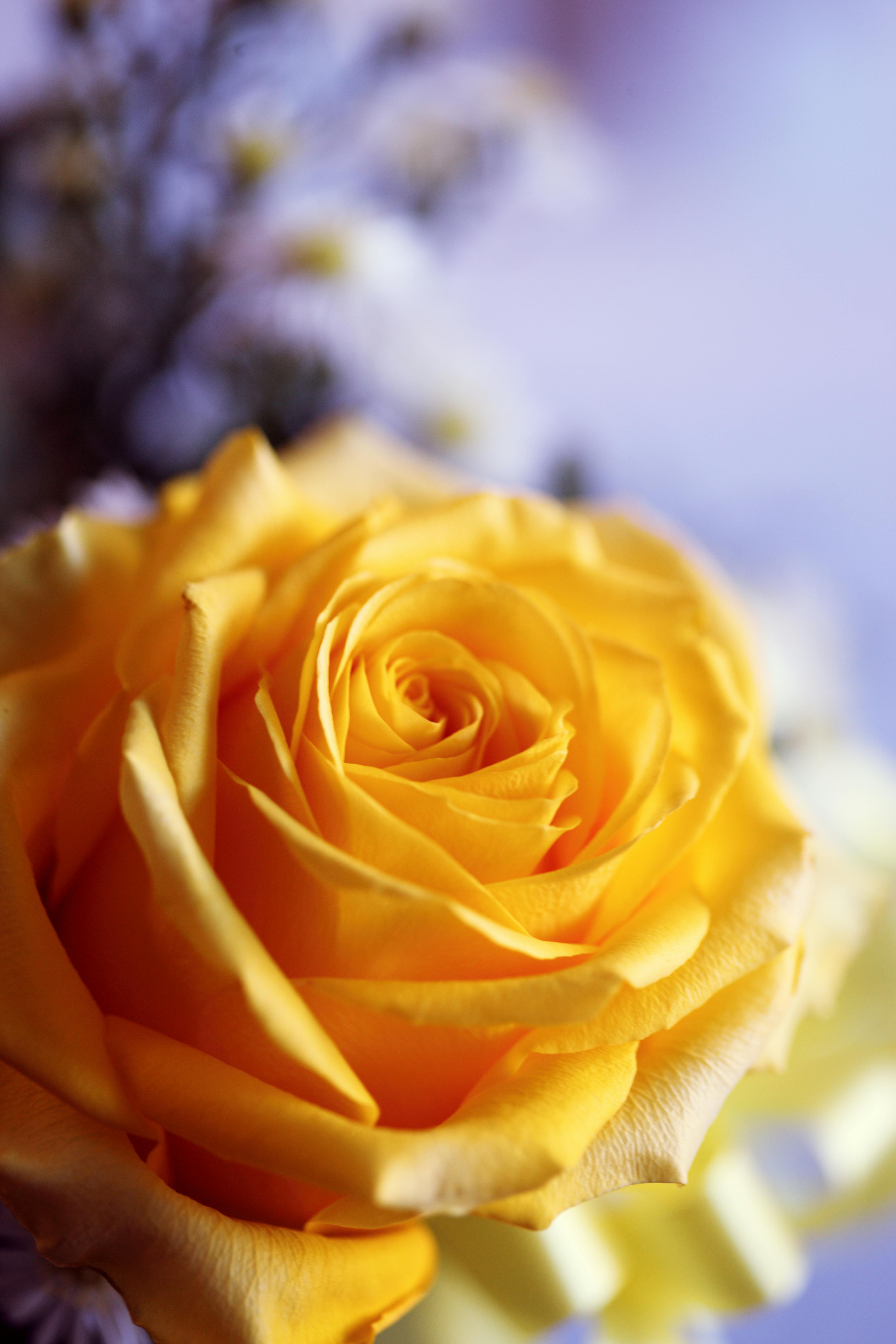 yellow-rose-free-stock-photo