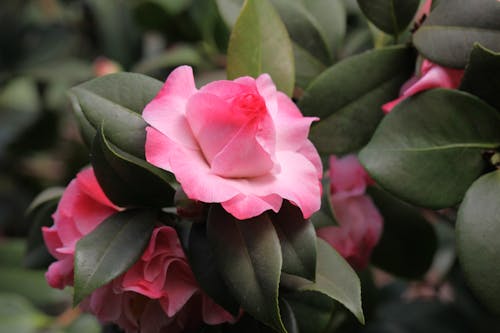 Gratis lagerfoto af blade, blomst, camelia