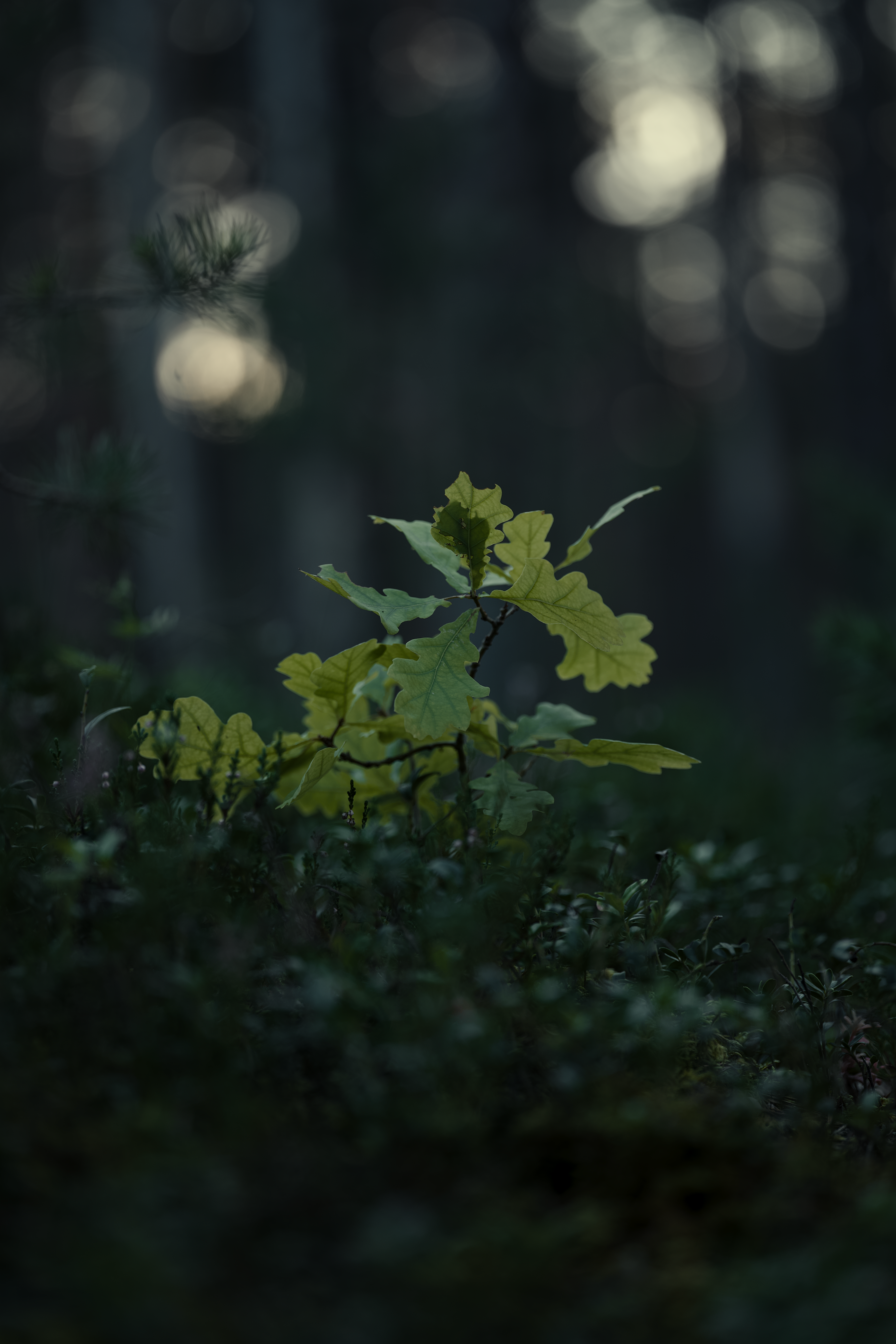 Close-up of vibrant oak leaves in a dimly lit dense forest, showcasing natural beauty.