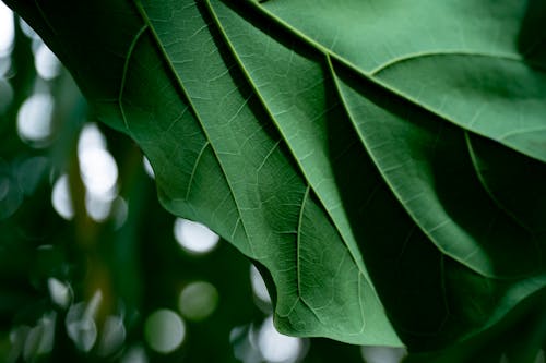 A close up of a green leaf with a blurry background
