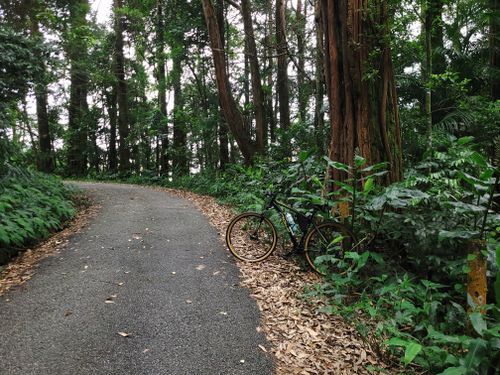 Free A bicycle rests beside a peaceful forest road, surrounded by lush greenery and tall trees. Stock Photo