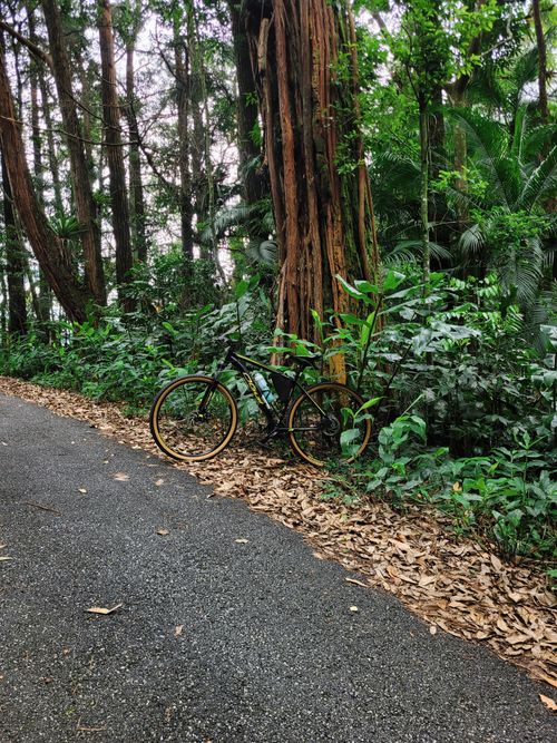 Free A bicycle rests against a tree on a serene forest trail, surrounded by lush greenery. Stock Photo