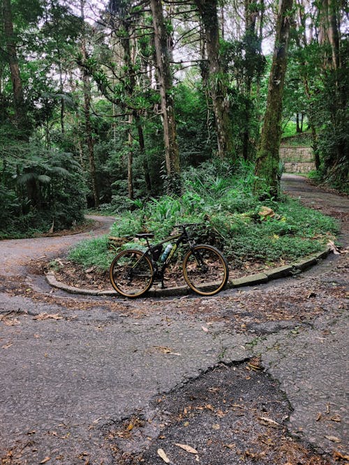Free A bicycle is parked on a winding road in the woods Stock Photo