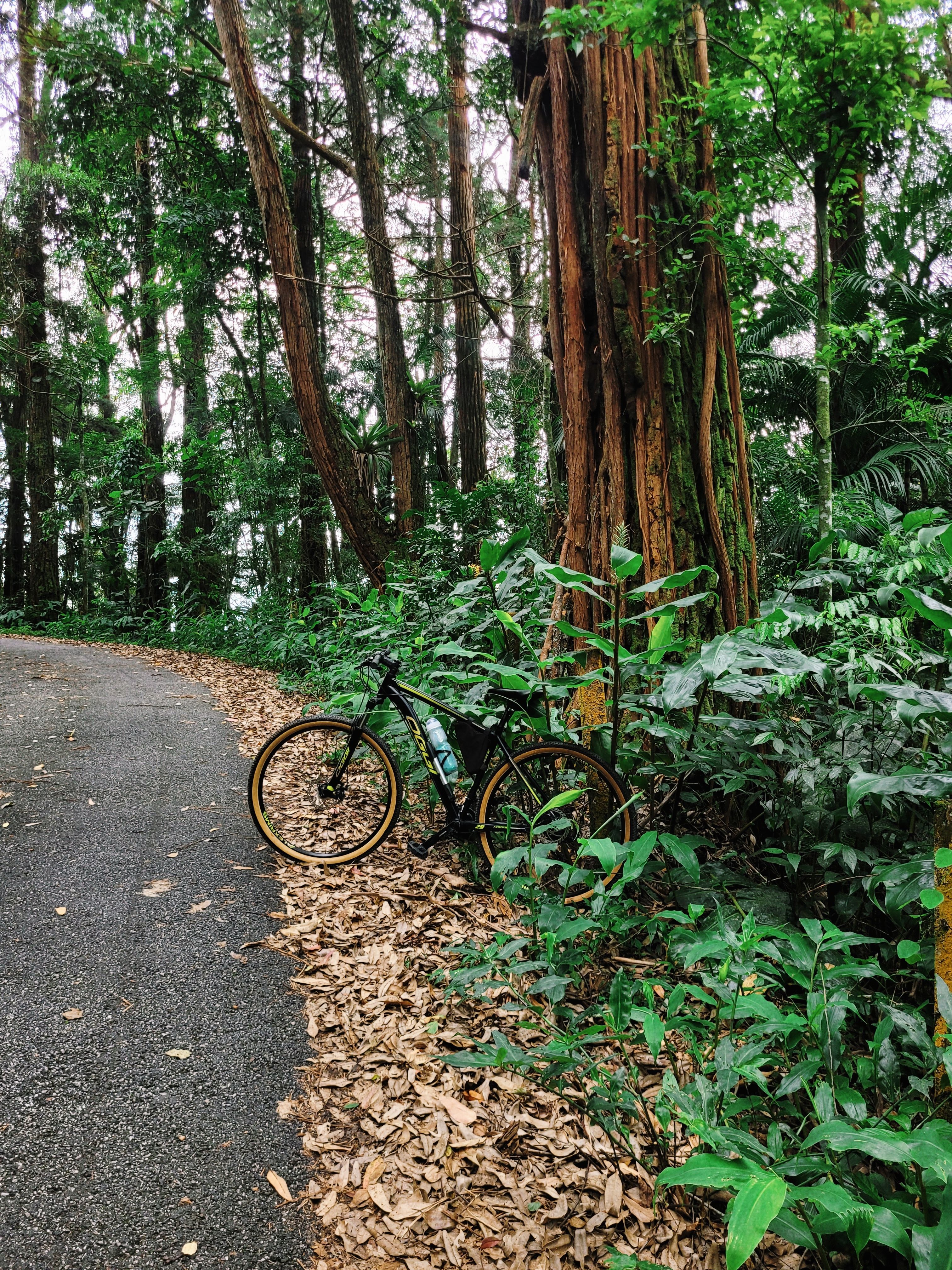 Bike among Trees by Road in Forest · Free Stock Photo