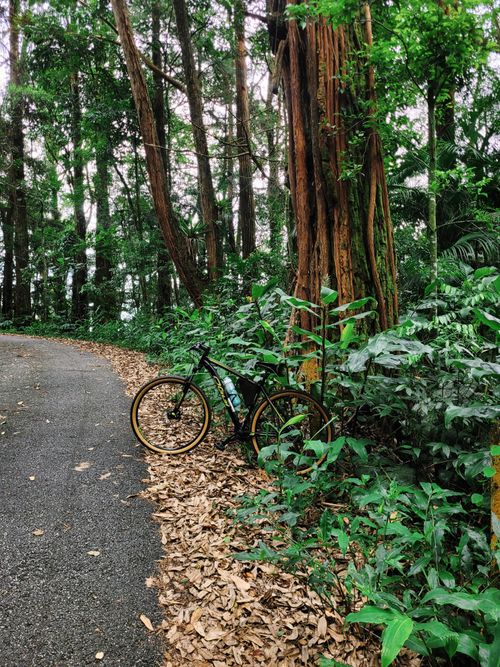 Free A bicycle rests against a tree on a serene forest trail, surrounded by lush greenery. Stock Photo