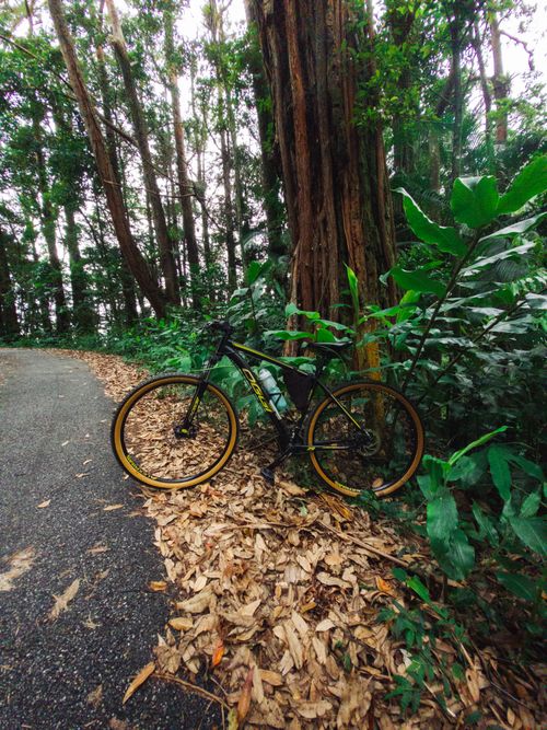 Free A mountain bike resting on a scenic forest trail surrounded by lush green foliage. Stock Photo