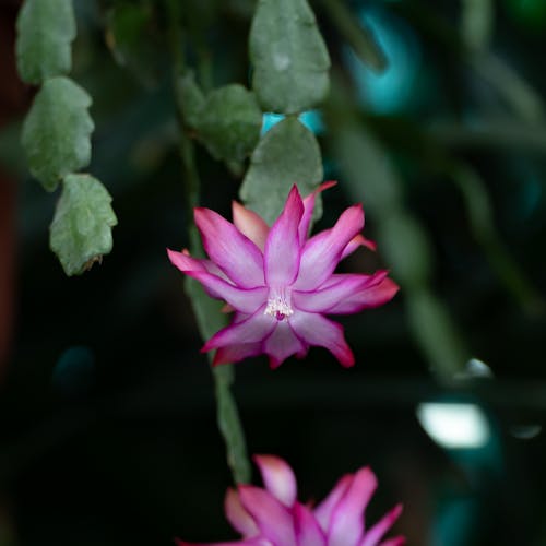 A pink flower with green leaves on it