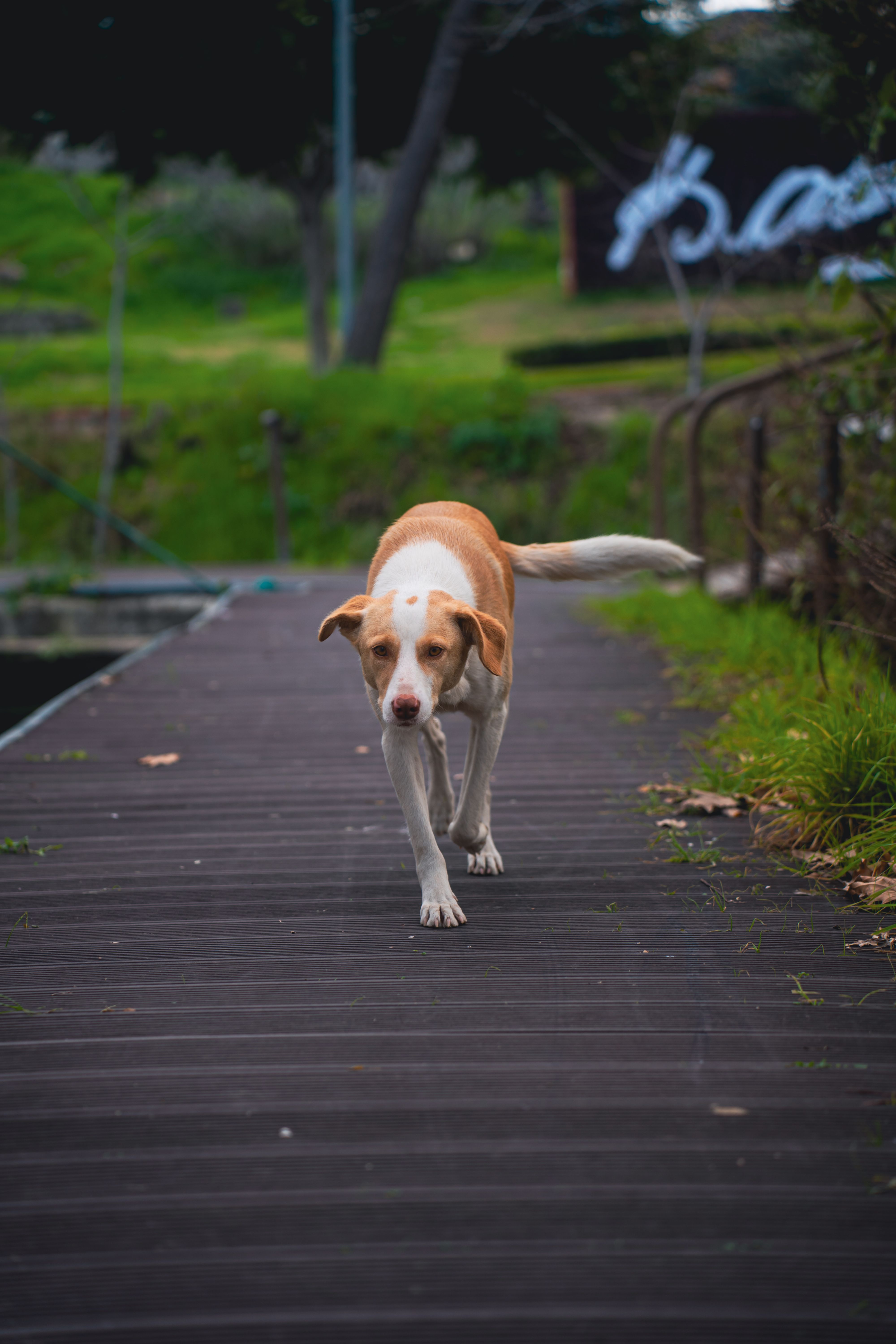 dog-running-on-boardwalk-free-stock-photo