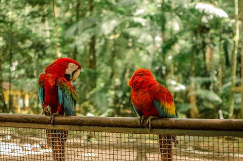 免费 猩红色金刚鹦鹉照片 素材图片