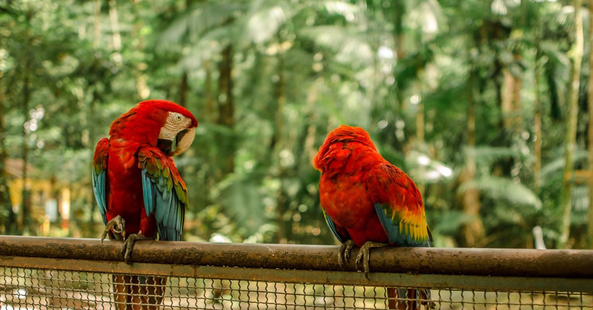 Photo Of Scarlet Macaws Free Stock Photo photo-of-scarlet-macaws-free-stock-photo