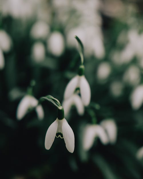 Gratis stockfoto met bloemen, sneeuwklokjes, witte bloemen Stockfoto