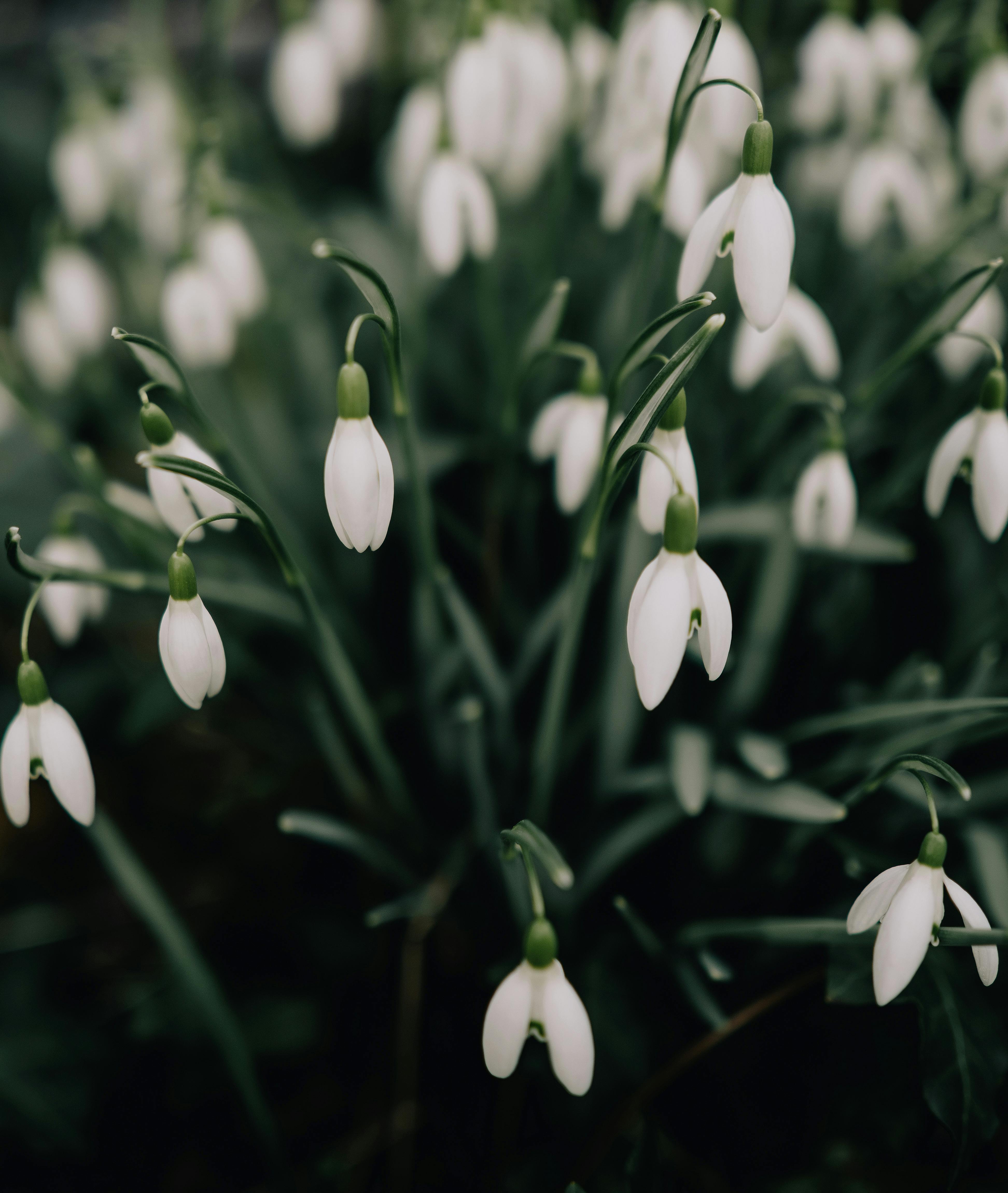 Spring snowdrop Wallpaper - Peel and Stick or Non-Pasted