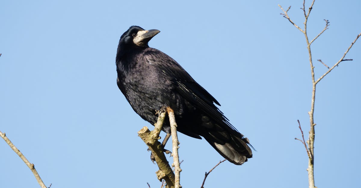 Rook Bird on Tree Branch · Free Stock Photo
