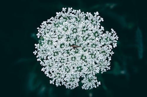 A close up of a white Queen Anne's lace flower