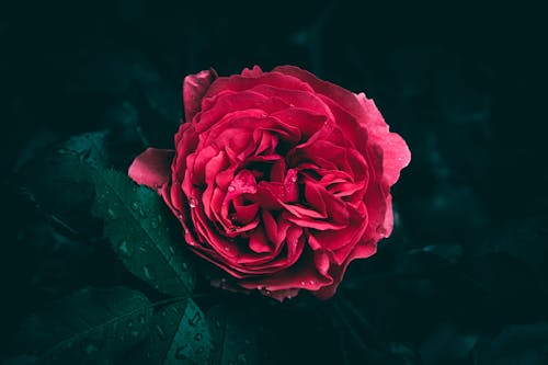 Darmowe zdjęcie z galerii z @na wolnym powietrzu, ciemnozielony, czerwona róża