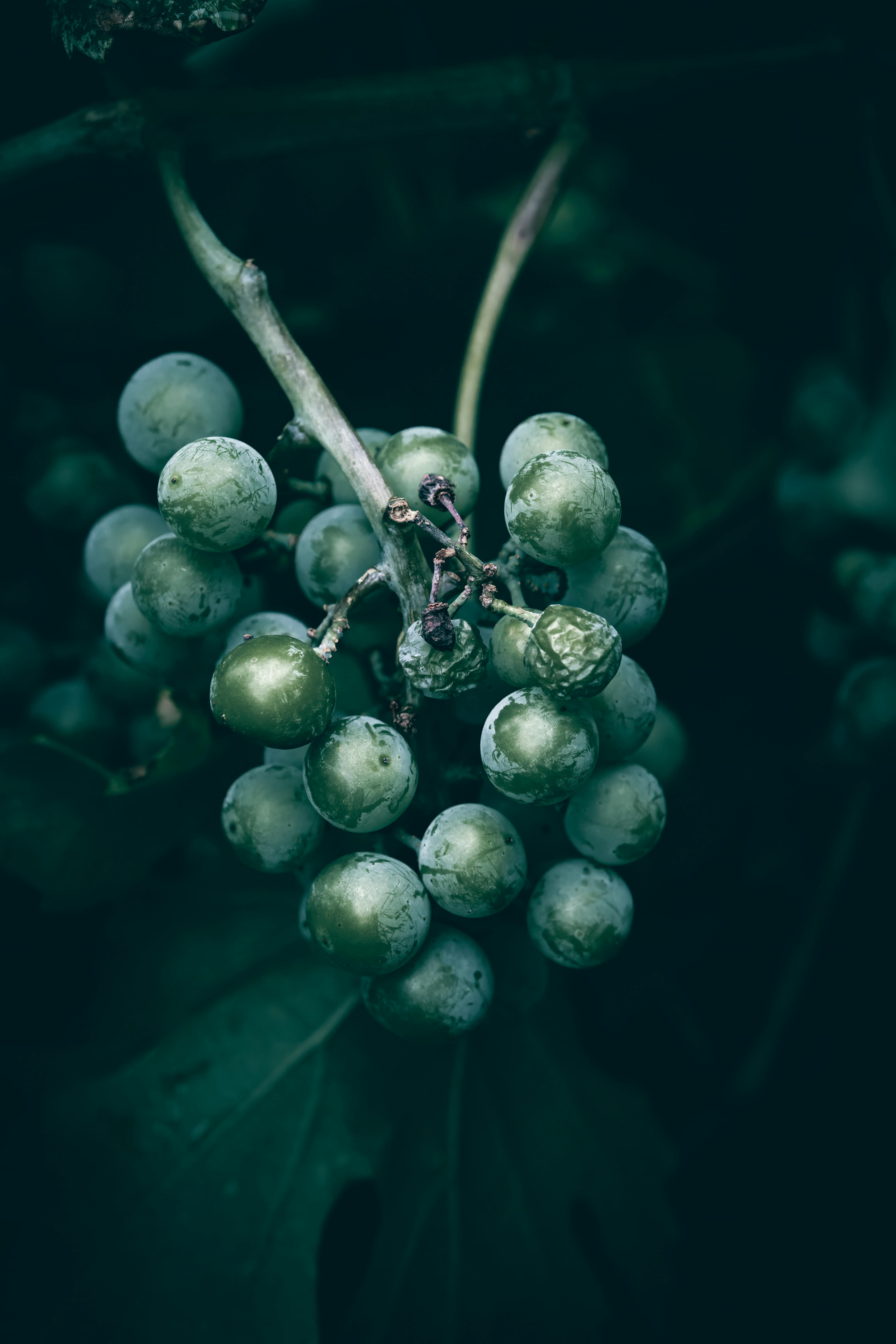 Dark and moody close-up of green grapes clustered on a vine, ideal for food photography.