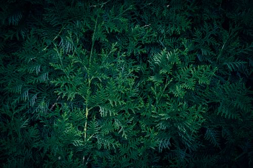 Free Close-up view of lush green evergreen foliage showcasing intricate patterns and textures. Stock Photo