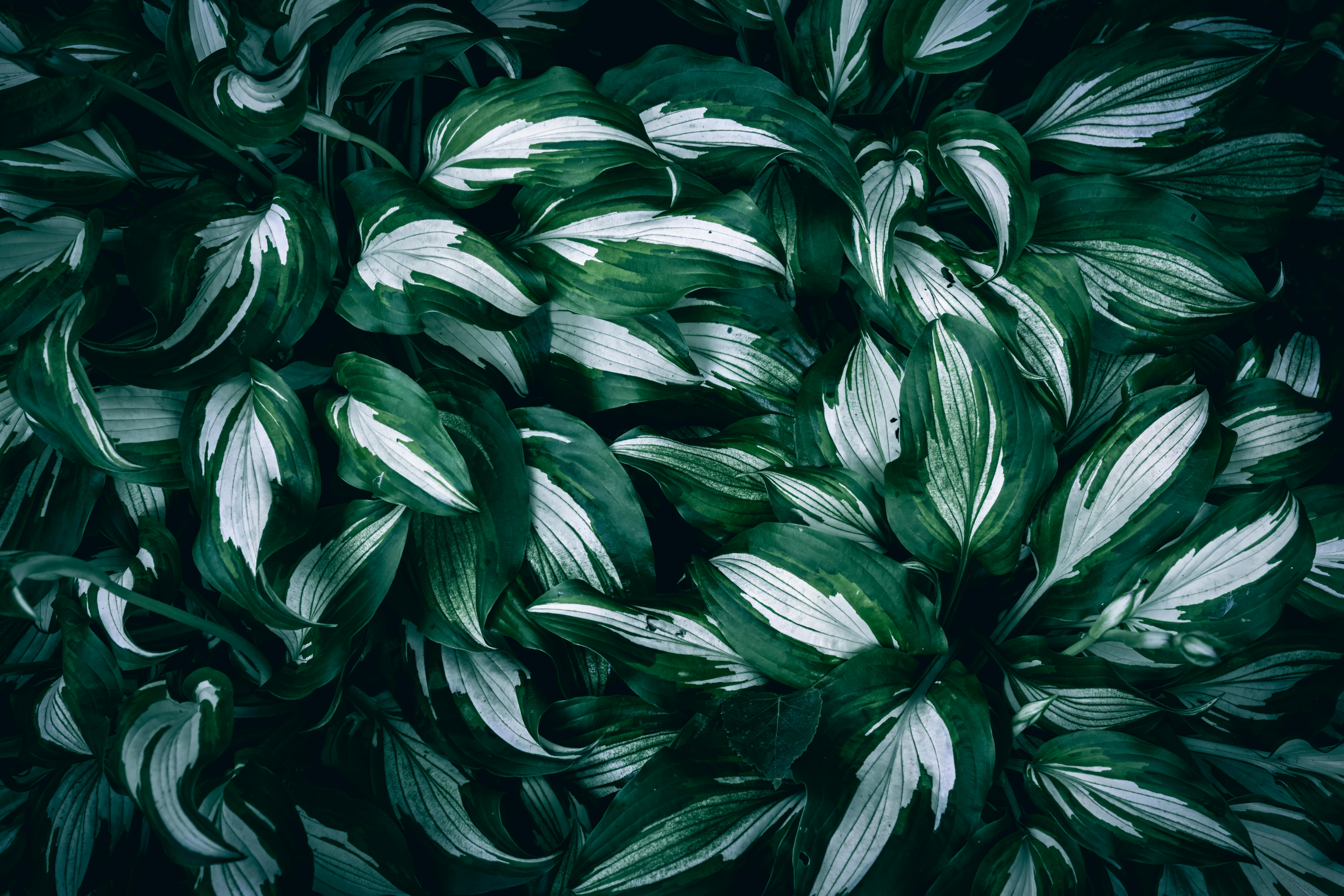 green leaves of bush
