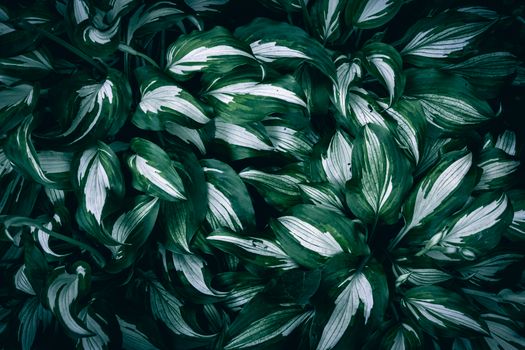A captivating top view of lush green foliage with variegated leaves, showcasing nature's beauty.