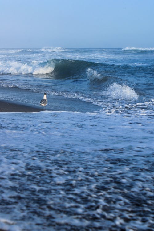 Základová fotografie zdarma na téma moře, oceán, písek