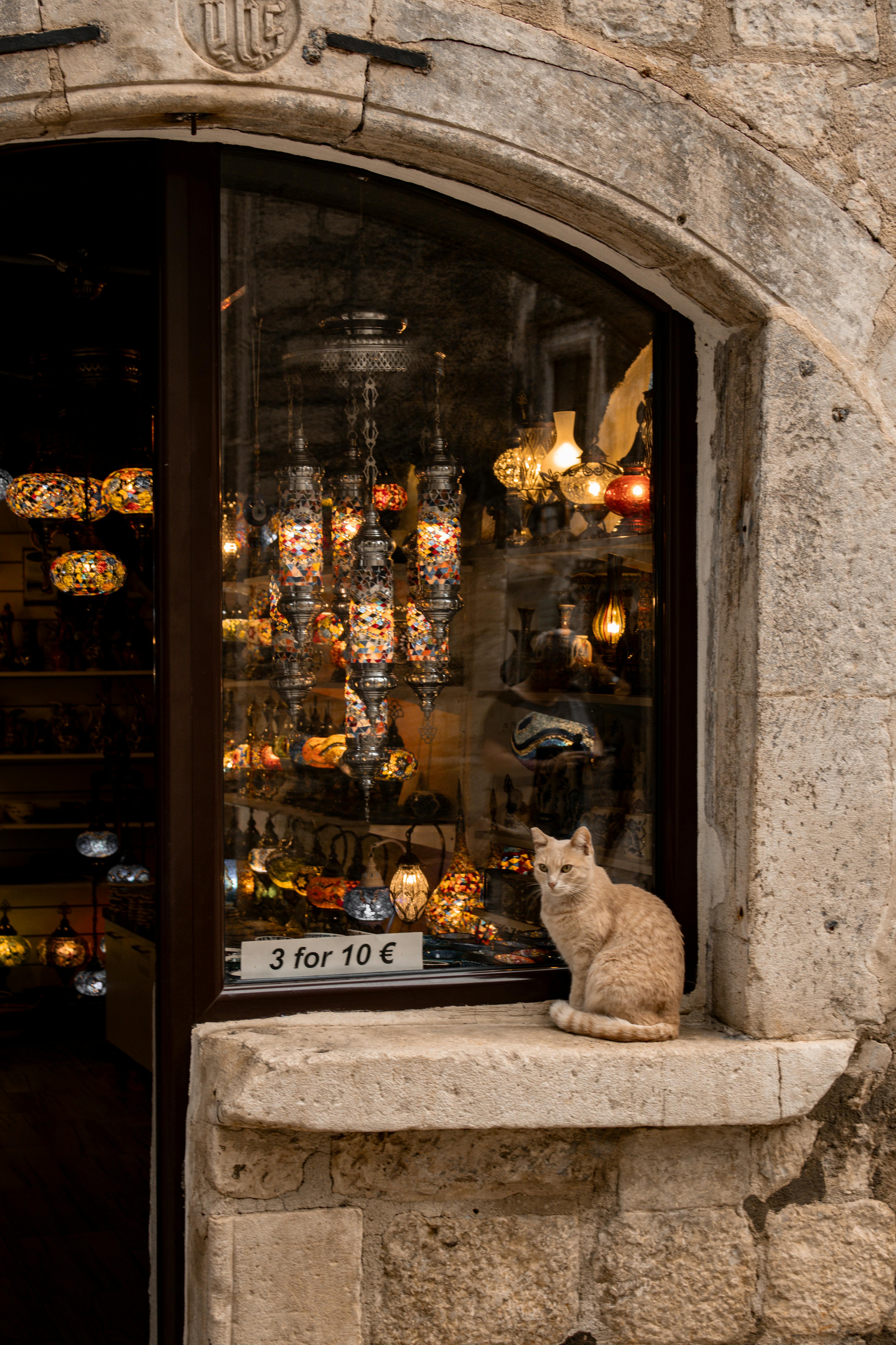 Adorable cat sits by a lantern shop window in historic Kotor, Montenegro.