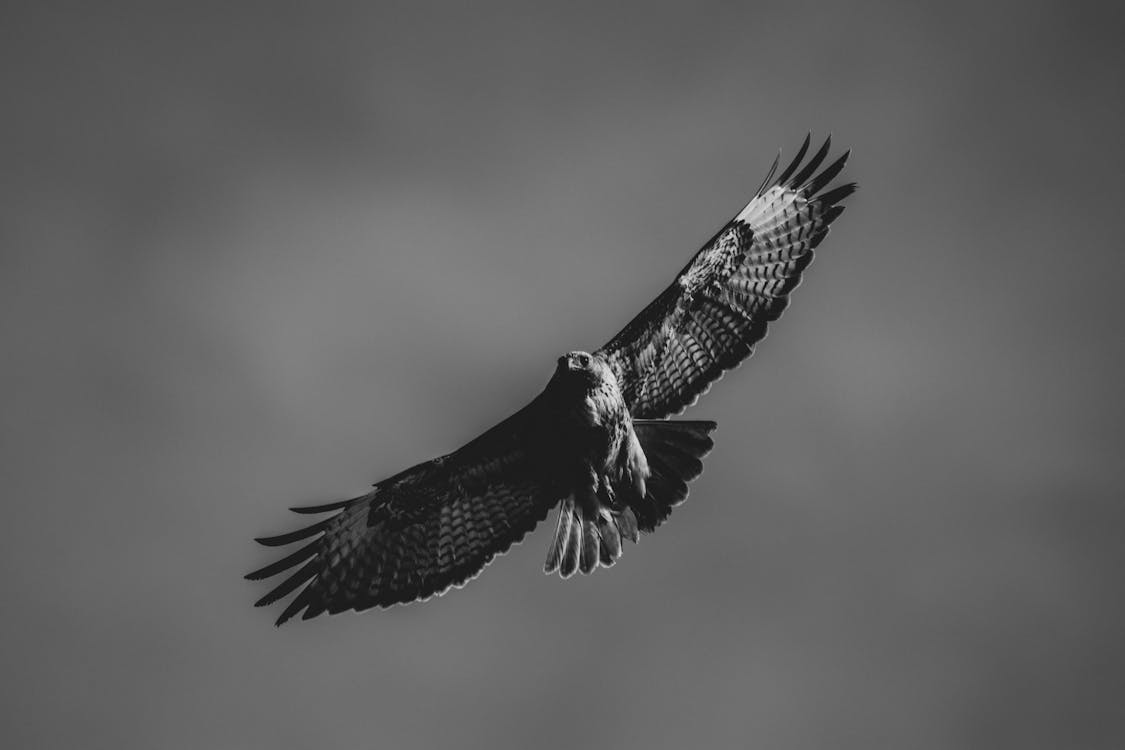 Monochrome Photo of Flying Falcon