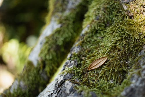 Moss and Leaf on Tree