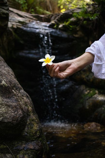 A serene scene of a hand holding a jasmine flower by a gentle waterfall.