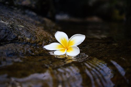 A flower floating in a stream