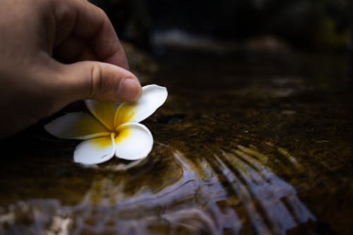 Hand of a Person Putting a White Flower in Water
