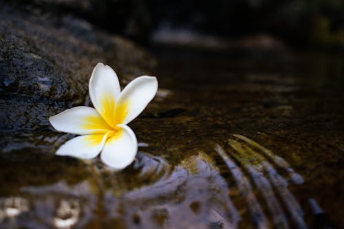 A single flower floating in the water