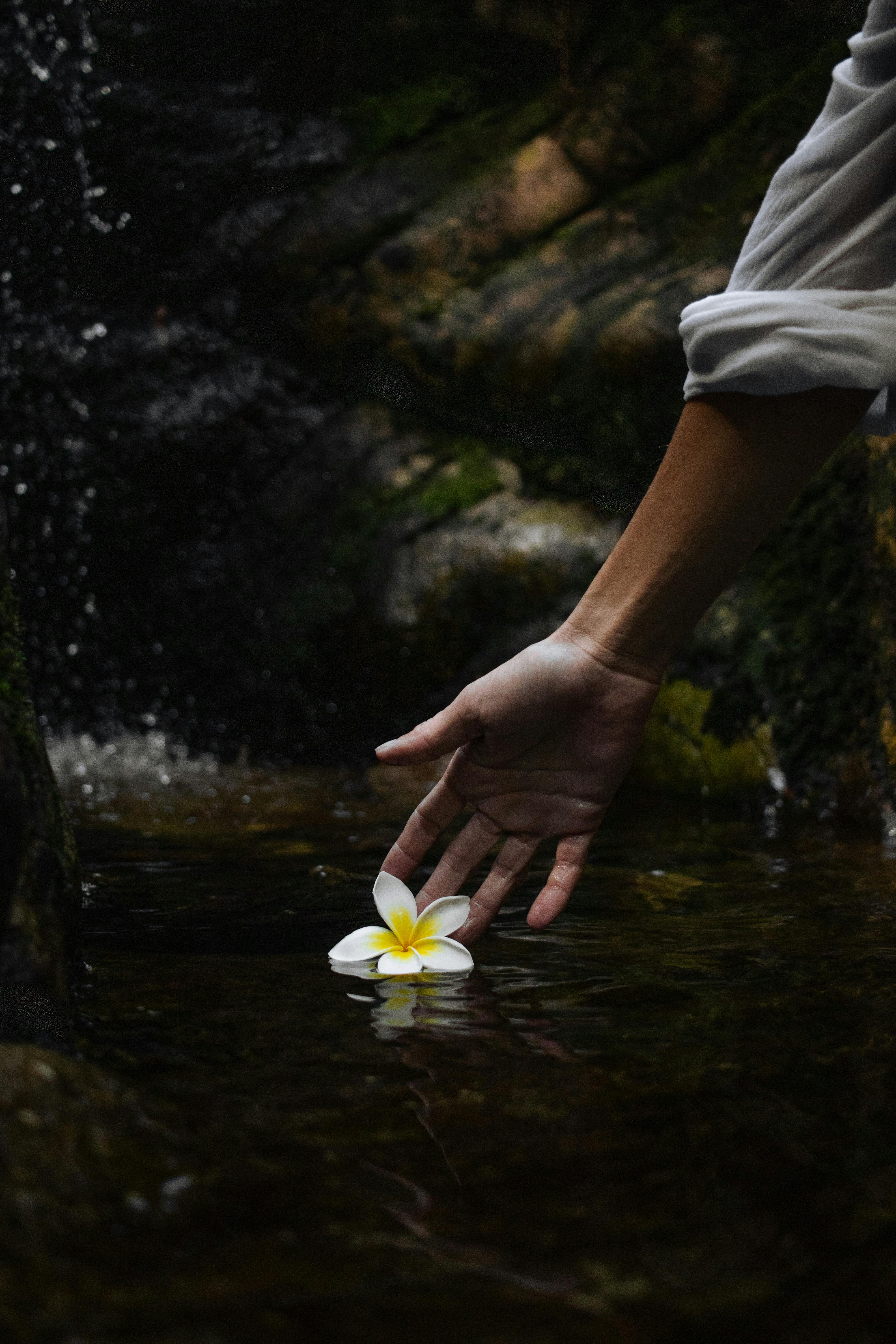 A serene moment capturing a hand gently touching a floating white plumeria flower in a tranquil brook.
