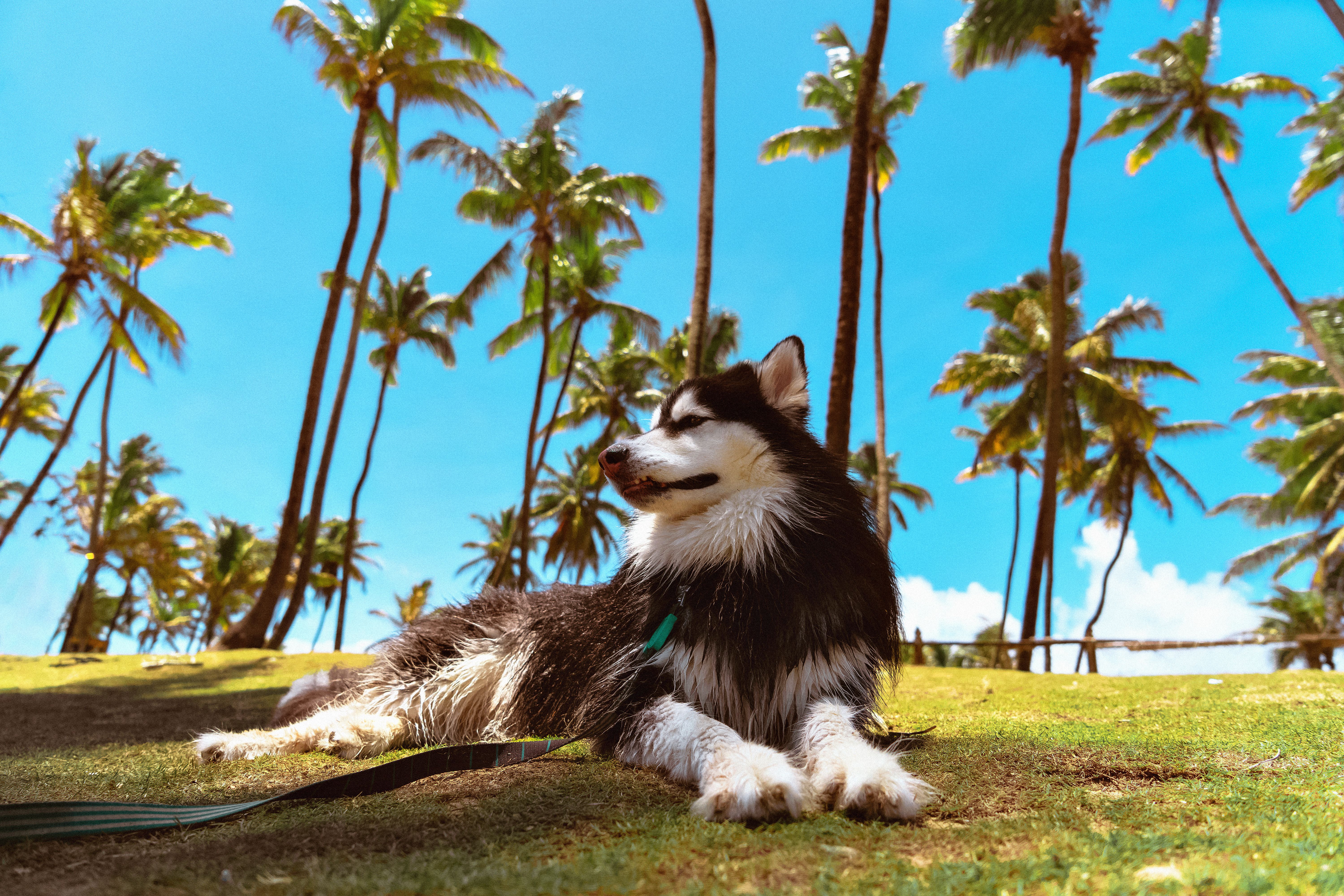 A Siberian Husky relaxes on grass under palm trees in a sunny, tropical paradise.
