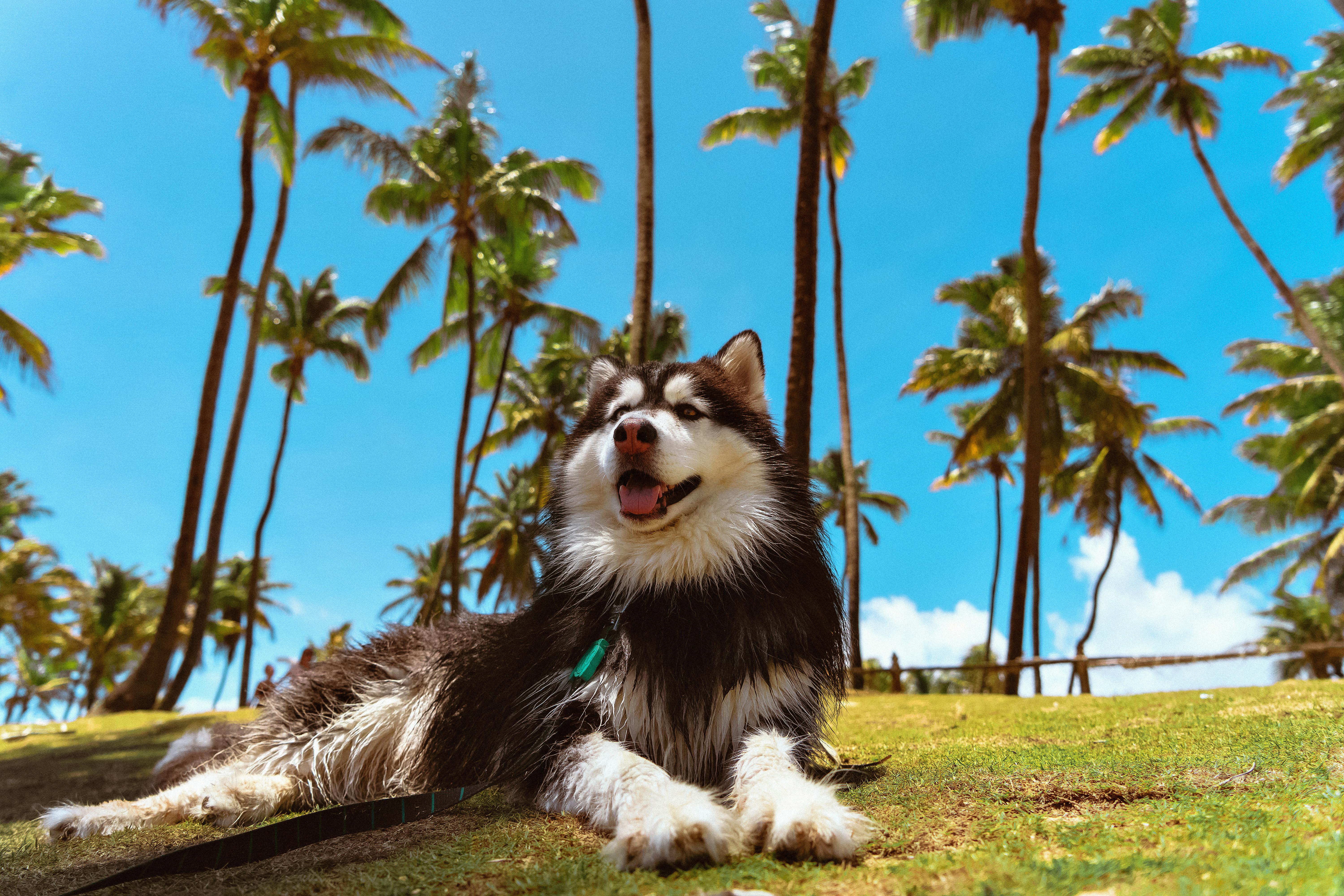 A cheerful husky dog enjoying a sunny day on the grass beneath towering palm trees in a tropical setting.