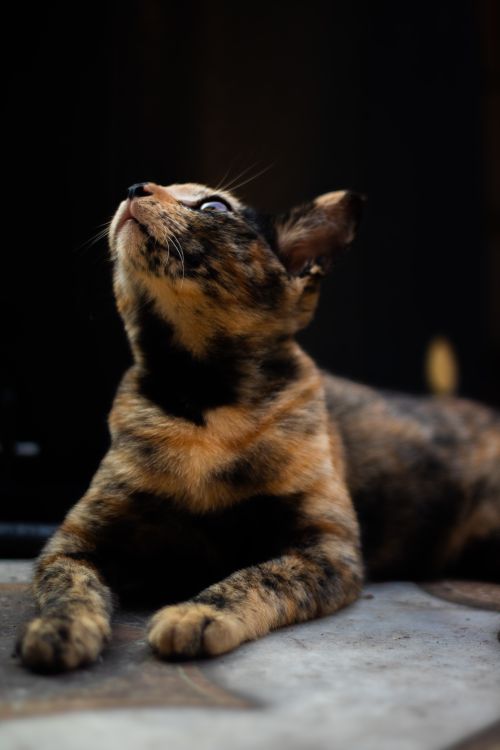Free Portrait of a playful tabby cat gazing upwards, showing off its unique fur patterns and colors. Stock Photo