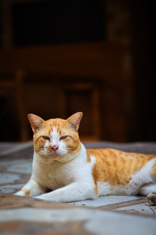 Free A calm ginger and white cat lying indoors, looking at the camera. Stock Photo