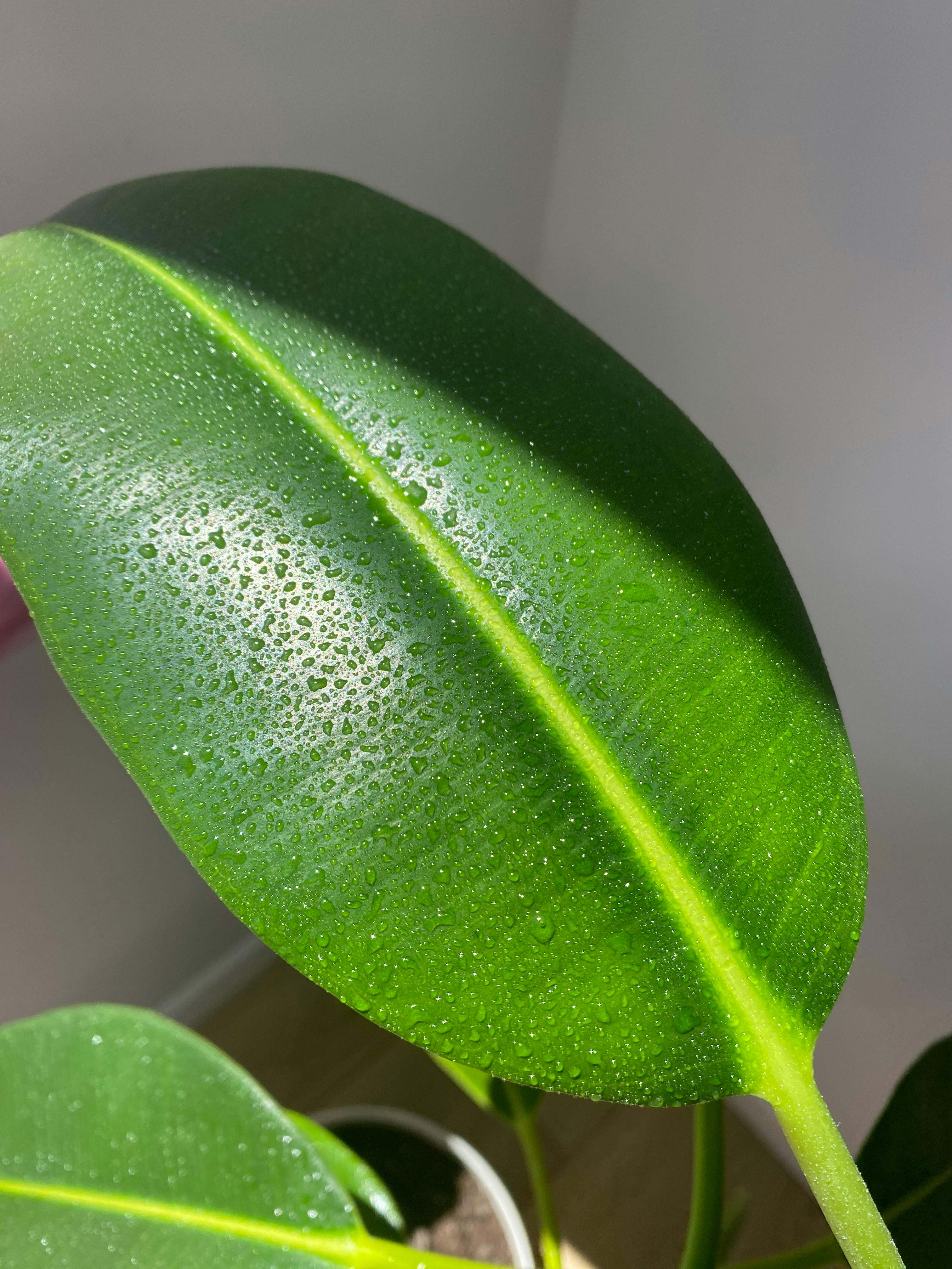Detailed close-up of a lush green rubber plant leaf with dewdrops, showcasing nature's beauty.