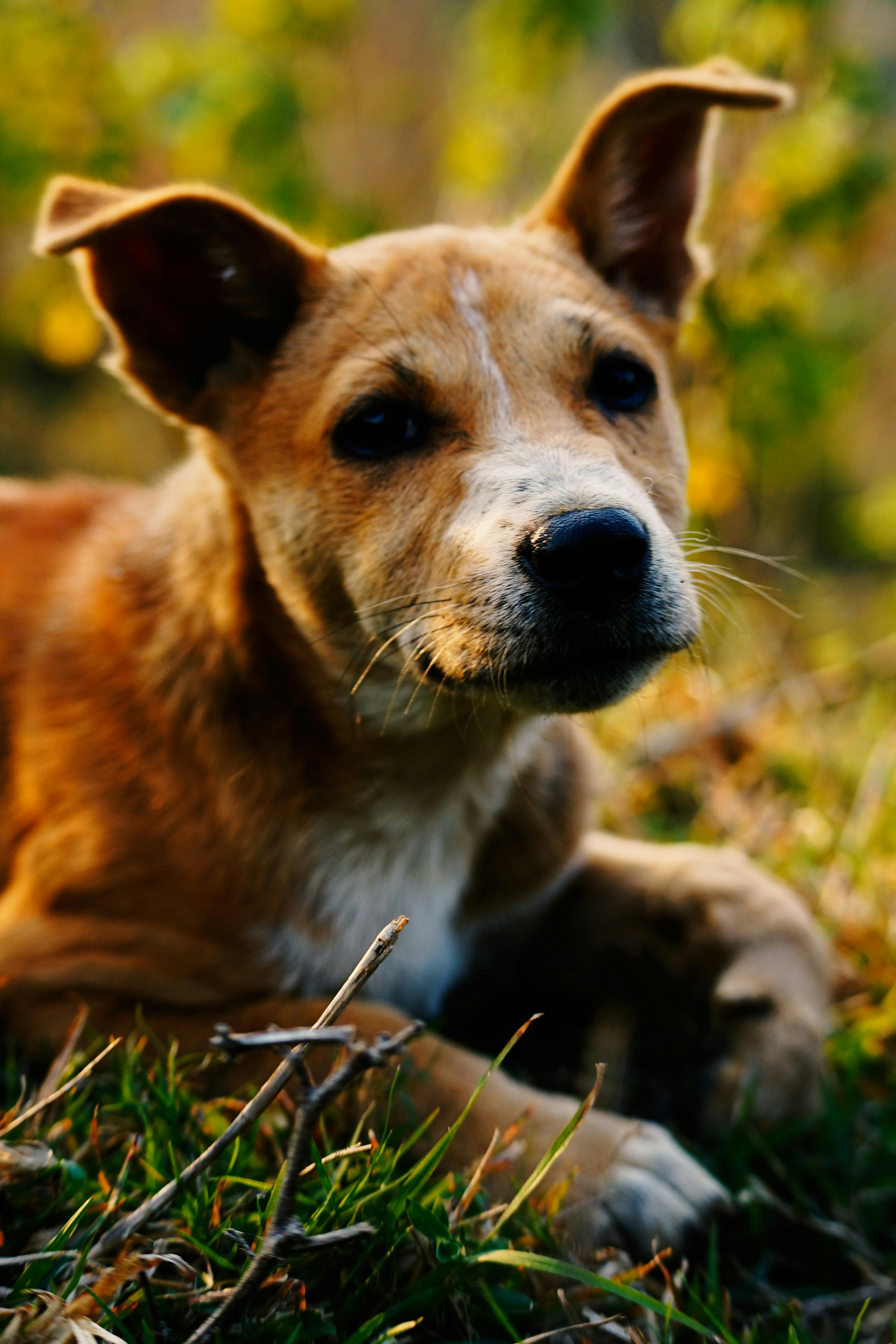 Canine Dyrebilleder Photos Download The BEST Free Canine Dyrebilleder Canine Dyrebilleder Photos Download The BEST Free Canine Dyrebilleder