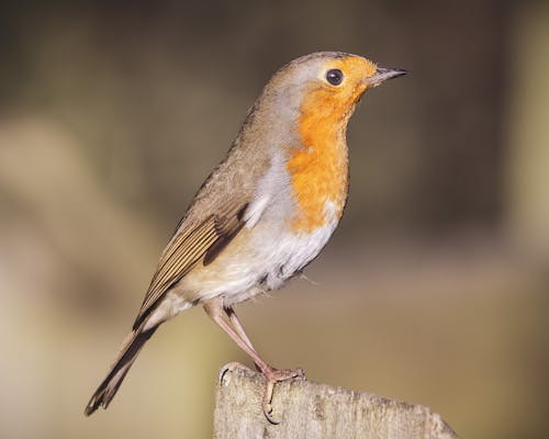 A small bird is standing on top of a wooden post