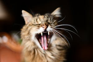 Selective Focus Photo Of Yawning Cat